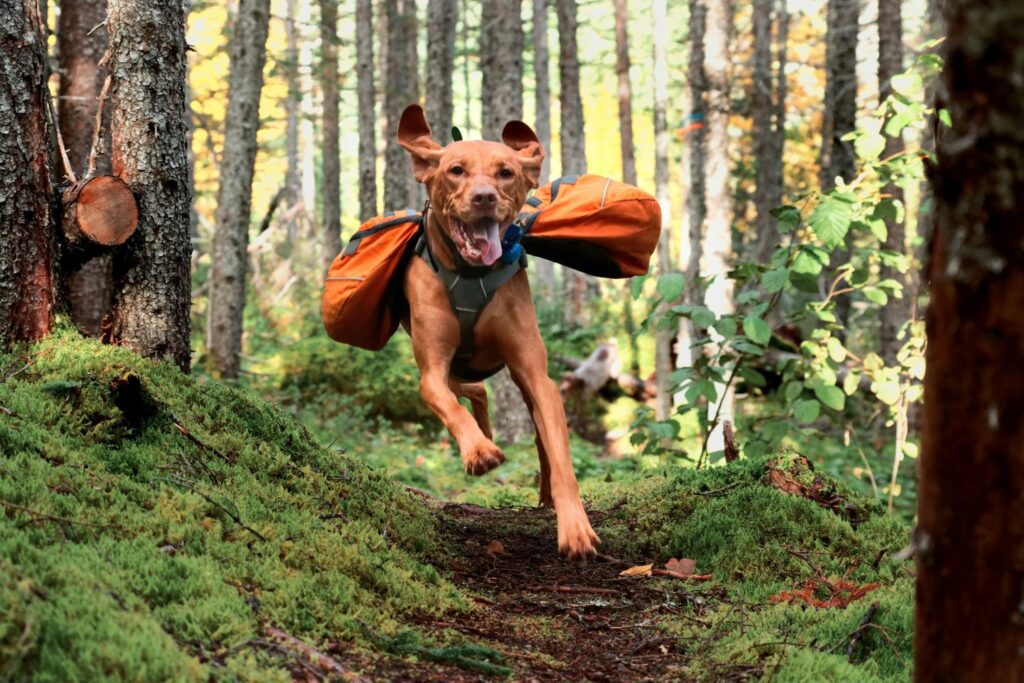 veterinærens tips til førstehjelp