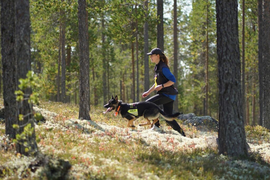 veterinærens tips til førstehjelp