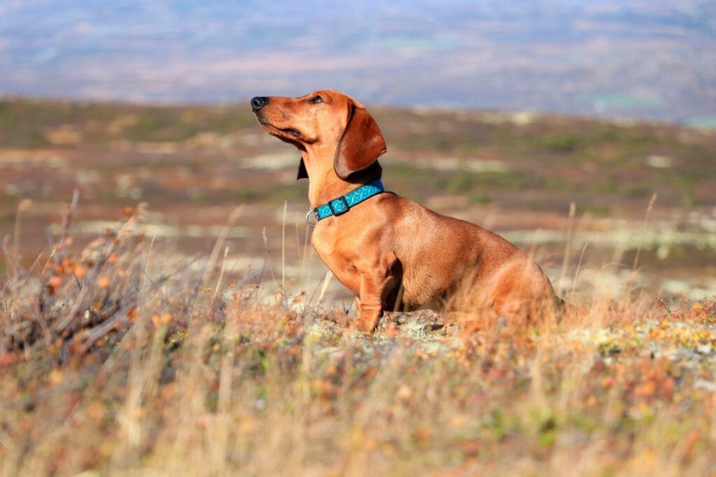 Tur med hund i norge