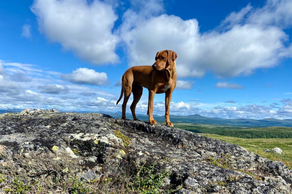 Tur med hund i norge