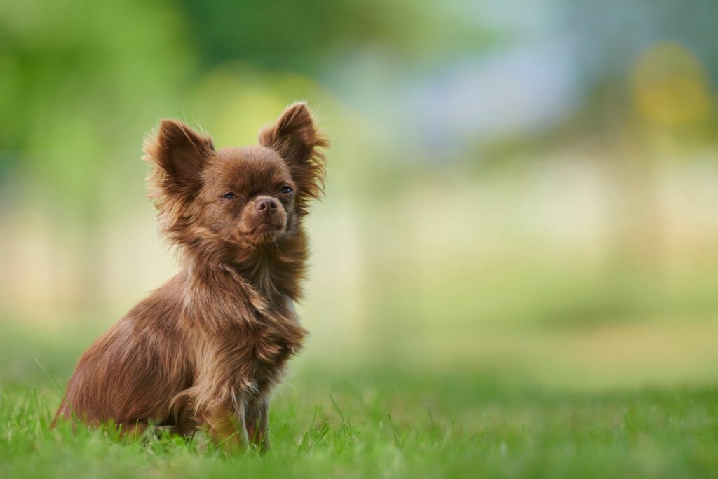 kresen hund