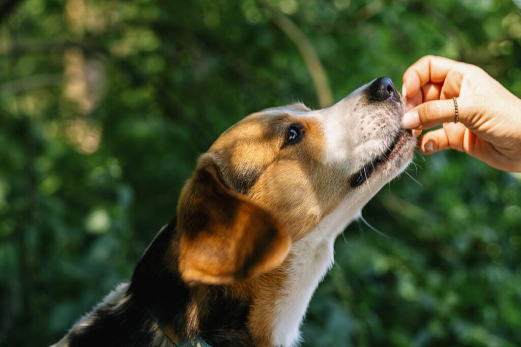 kresen hund