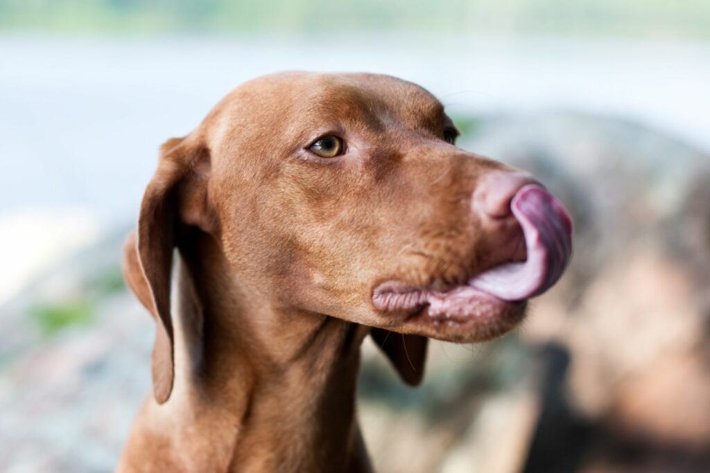 Halsbrann hund