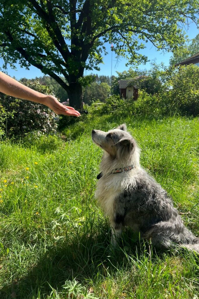 Can dogs eat lentils