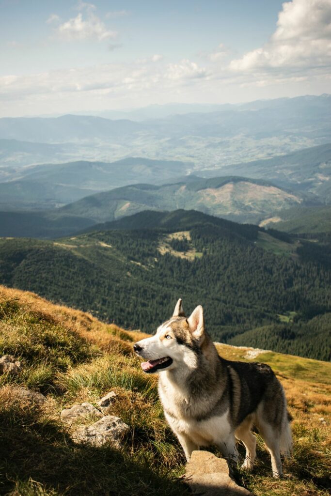 dog first aid kit