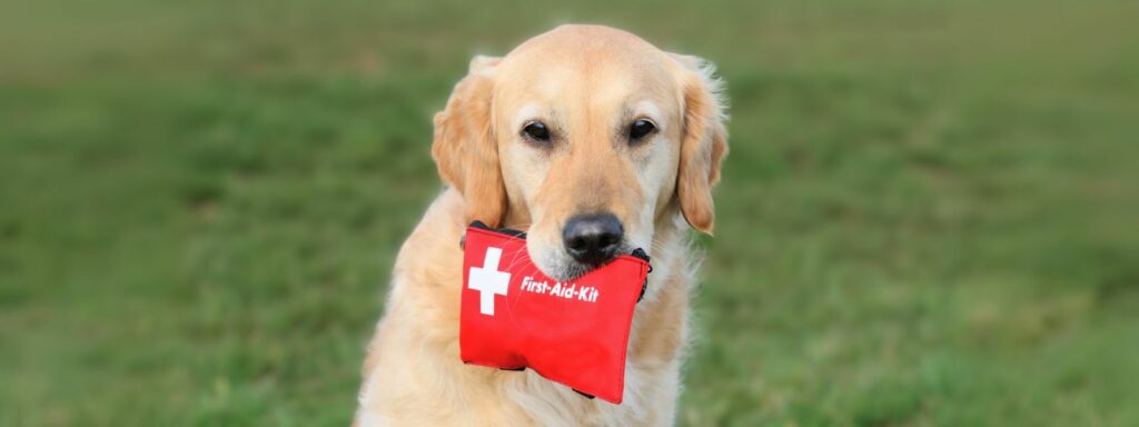 Veterinarian&#8217;s Guide First Aid Kits for Dogs