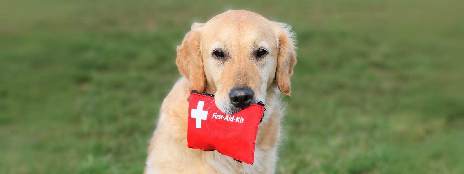 Veterinarian’s Guide First Aid Kits for Dogs