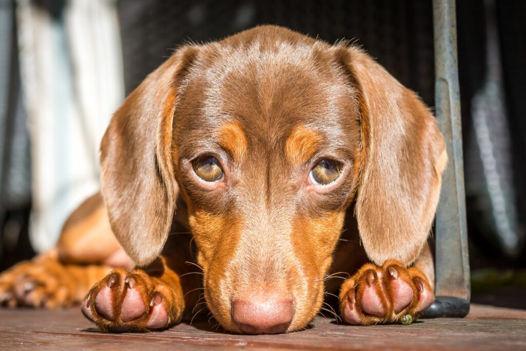 Importance of grooming