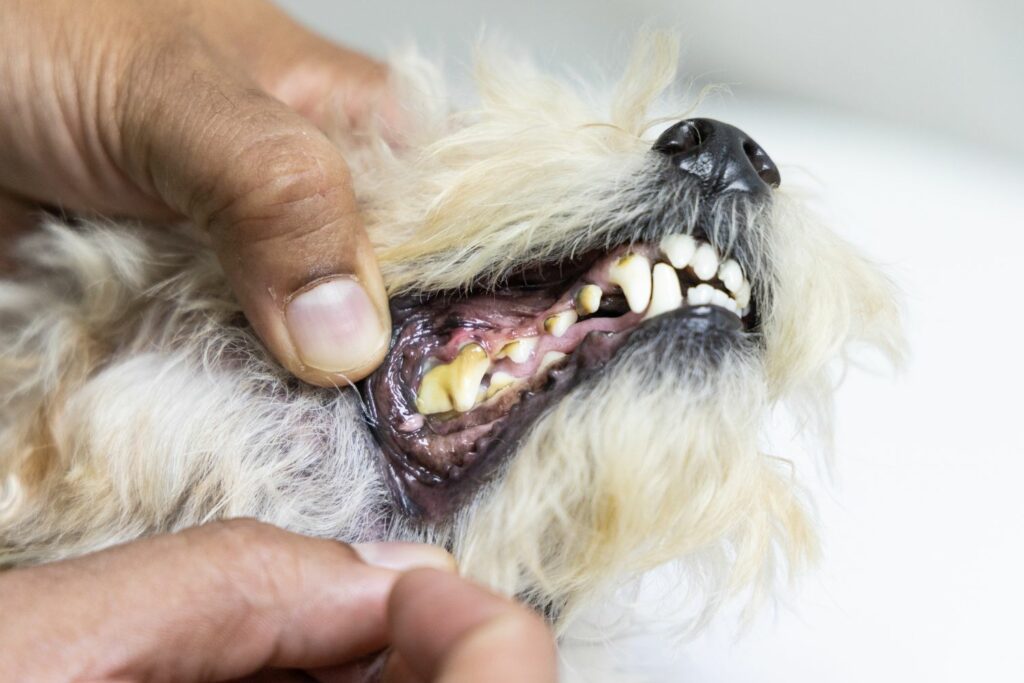 dental health in dogs