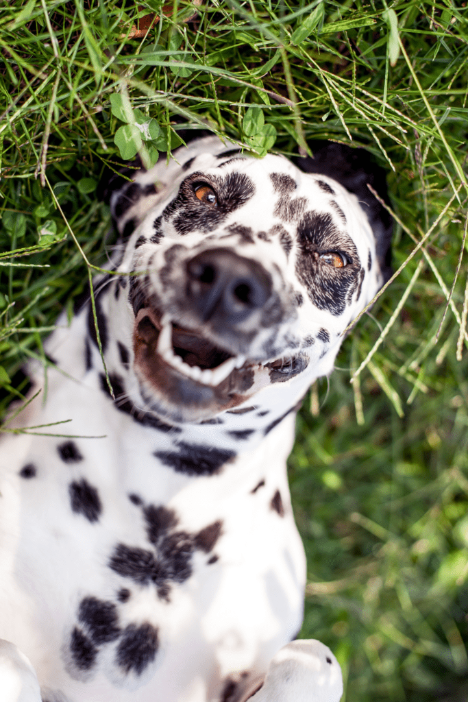 dental health in dogs