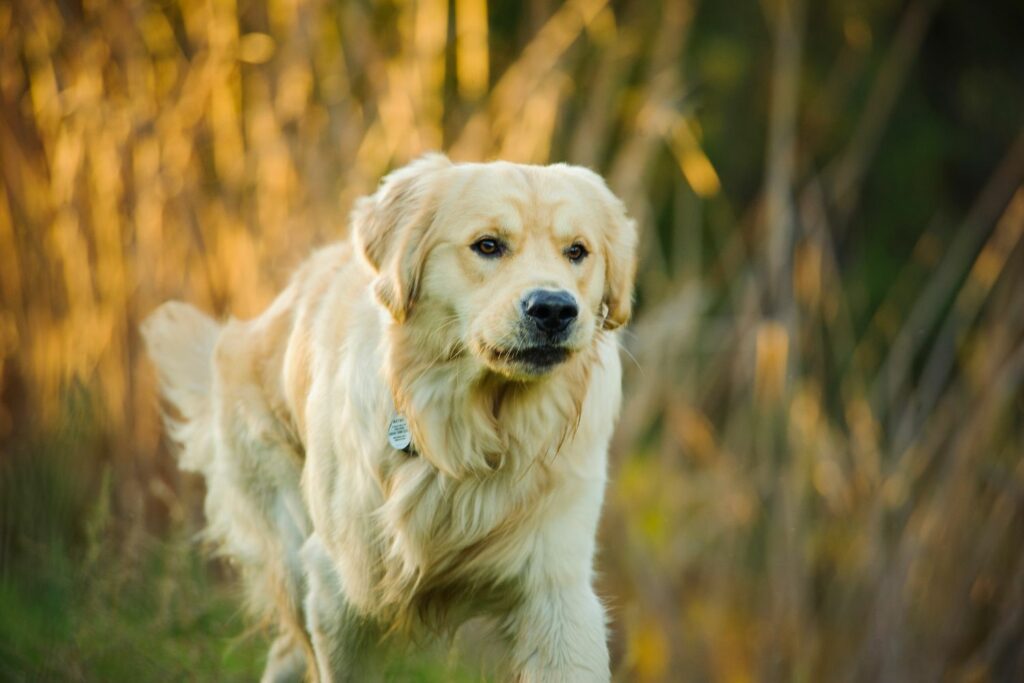 Pancreatitis in dogs