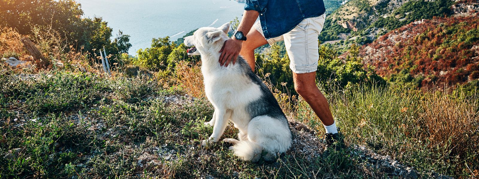 Fun Summer Activities to Do with Your Dog