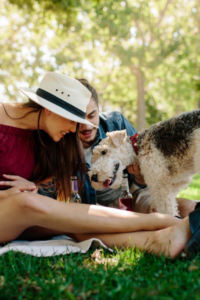 summer activities with dogs