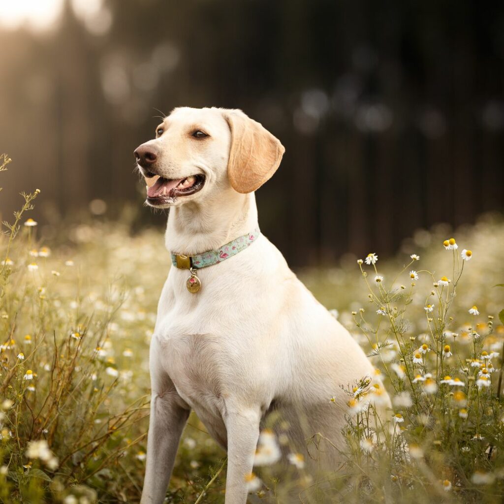 Insect based dog food