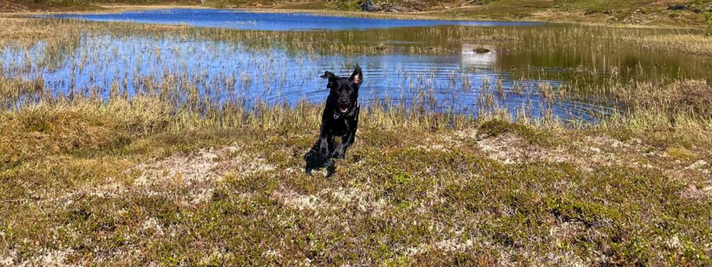 Insect-Based Dog Food: The Future of Nutrition