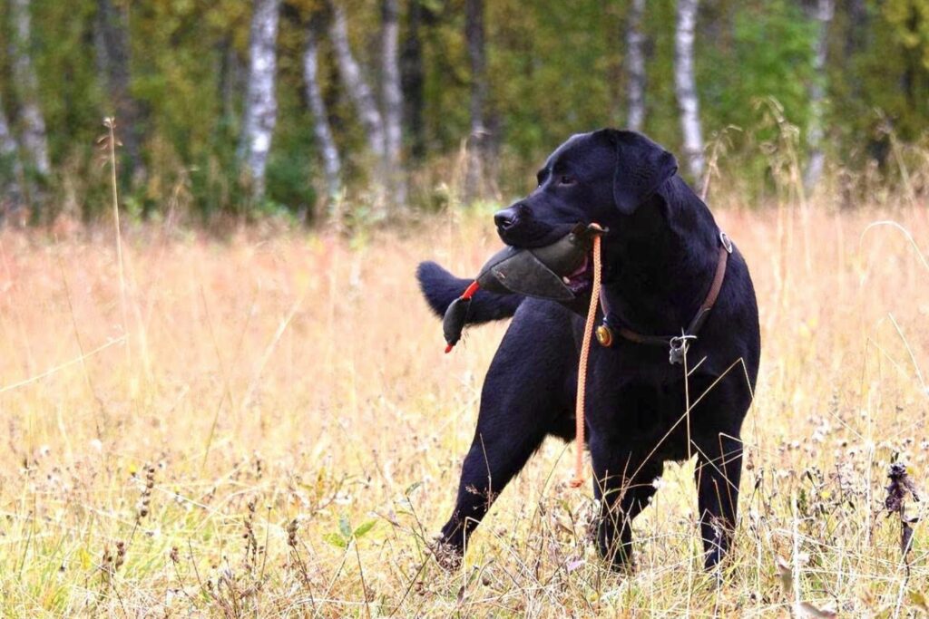 Insect protein dog food