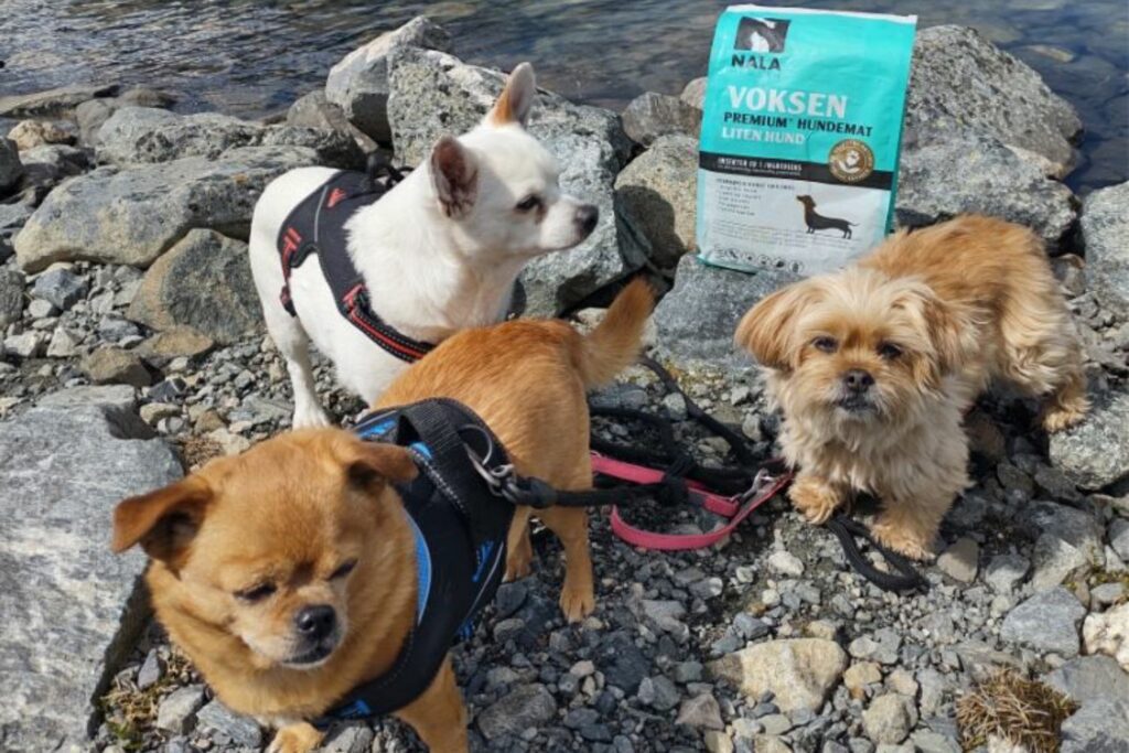 3 happy dogs with their Nala Health dog food