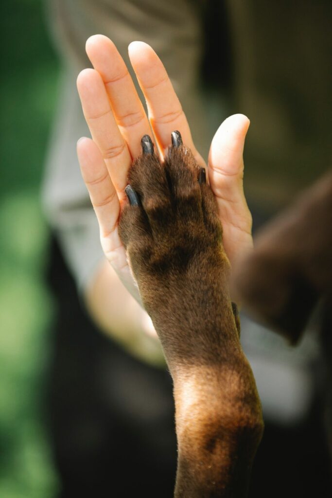 The bond between dogs and owners