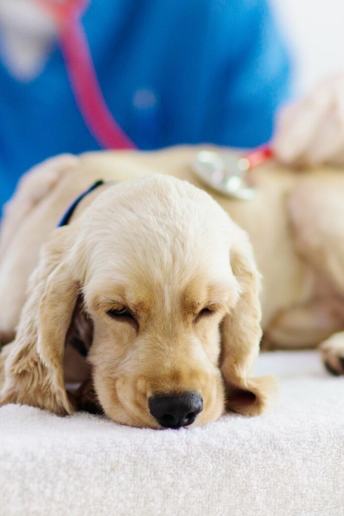 Dog drooling and vomiting after eating