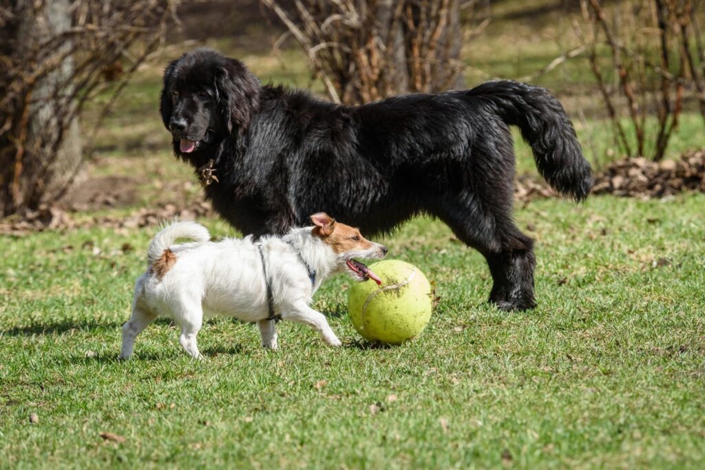 Large breed food for small dogs