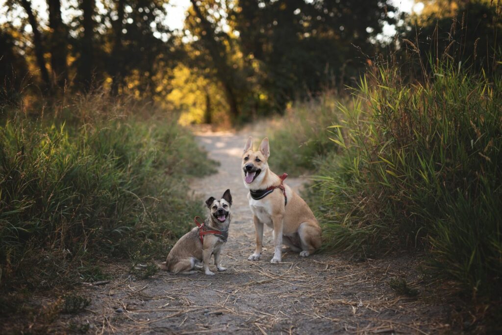 Large Breed vs. Small Breed