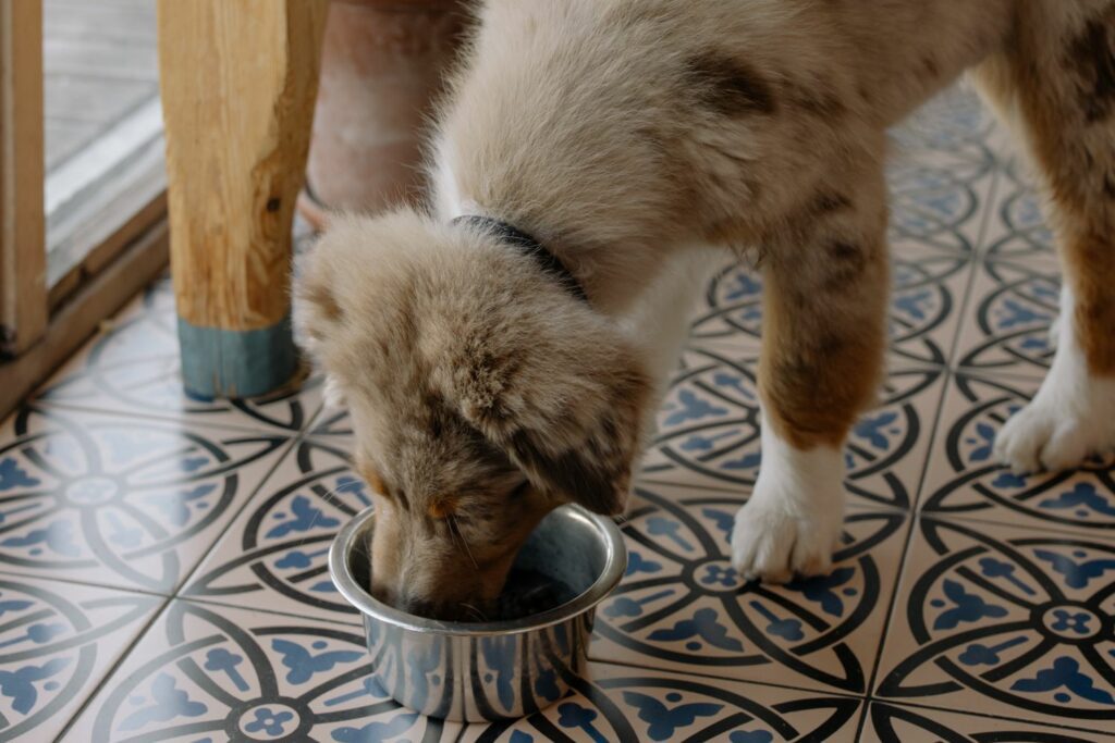 Dog vomiting yellow bile