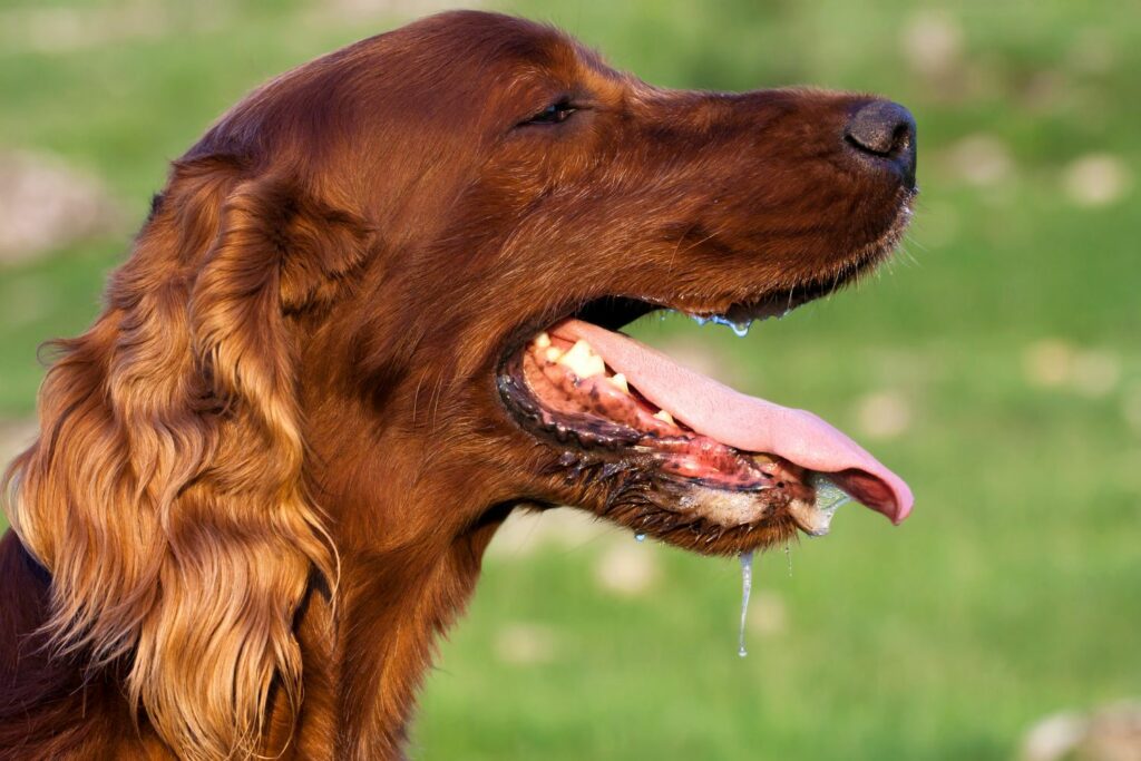 Reflux in dogs