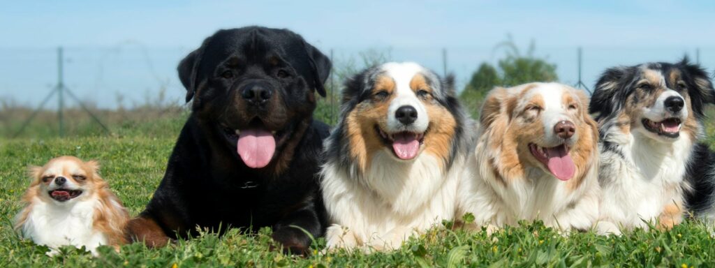 Large Breed vs. Small Breed Dog Food 