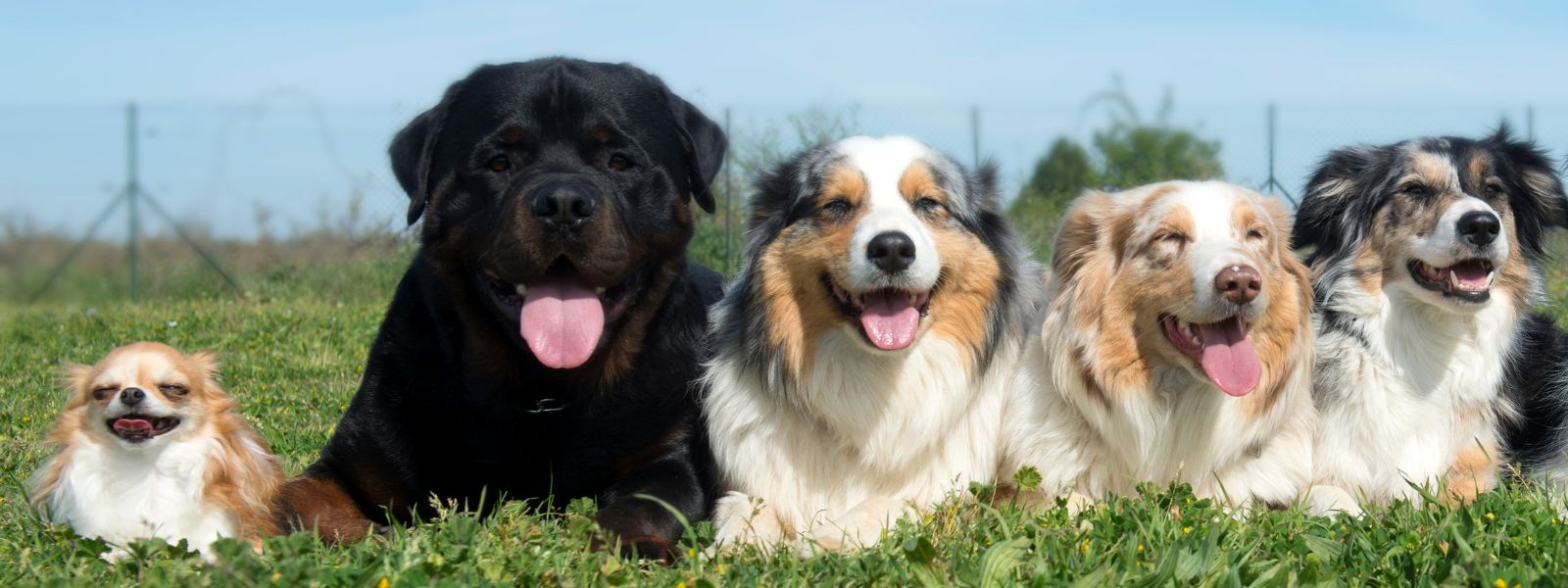 Large Breed vs. Small Breed Dog Food 