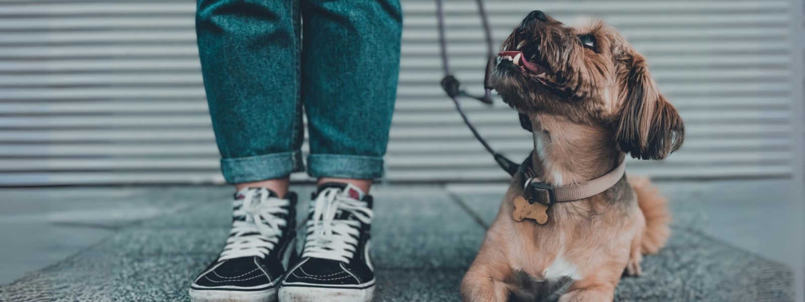 The Beautiful Bond Between Dogs and Humans